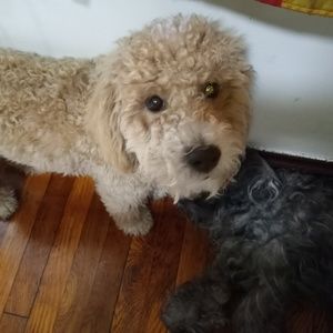 Meet your Posher, Dixieann